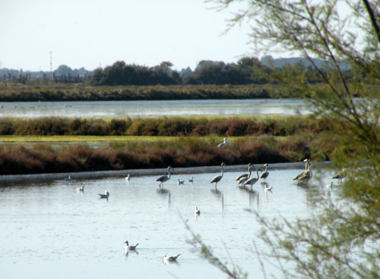 Cladophora sp dalle Saline di Cervia
